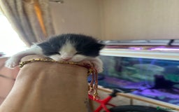 Norwegian Forest Cat cats for sale: Kittens for sale  - Image 12