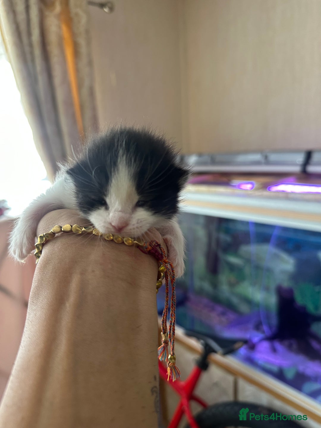 Norwegian Forest Cat cats for sale: Kittens for sale  - Image 12
