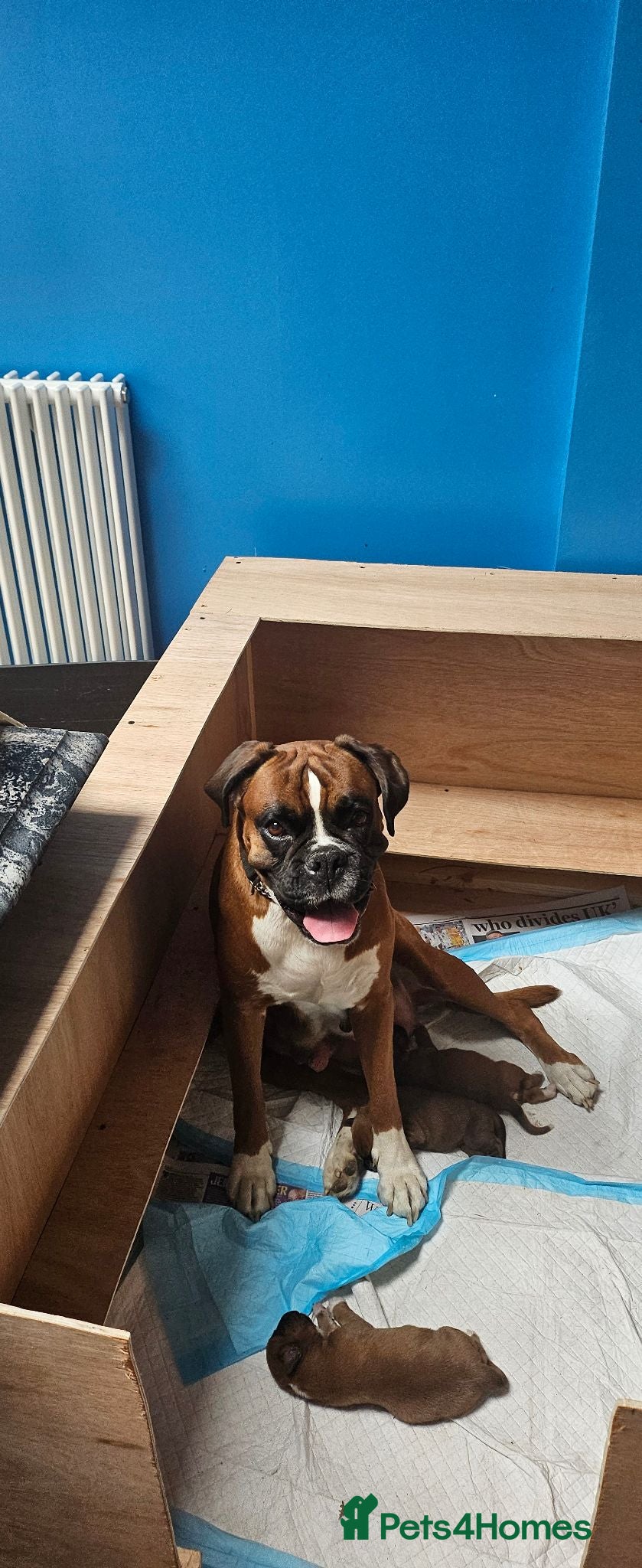 Boxer dogs Boxer puppies - Advert 6