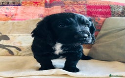 Cocker Spaniel dogs for sale: ONE GORGEOUS WORKING COCKER SPANIEL PUP - Advert 4