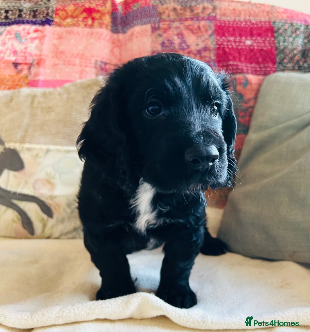Cocker Spaniel dogs for sale: ONE GORGEOUS WORKING COCKER SPANIEL PUP - Advert 4