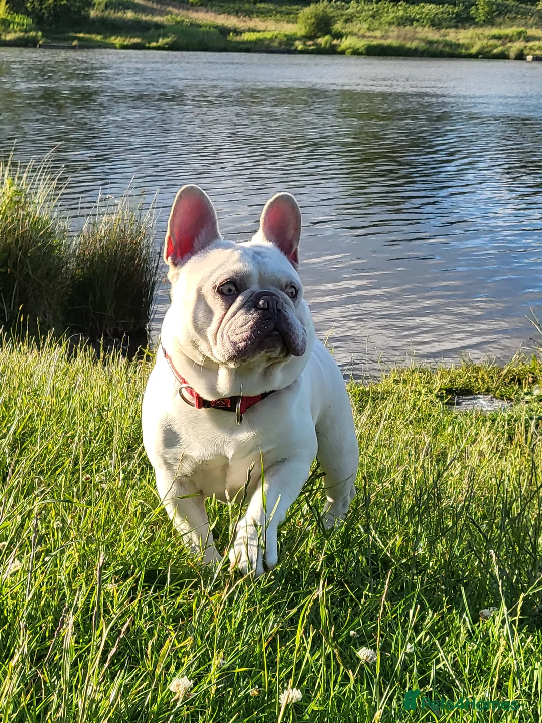 French Bulldog dogs for stud:  💥Amazing structure and quality! in Ebbw Vale - Advert 11