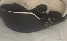Yorkiepoo dogs for sale: 5 Beautiful F1 Yorkiepoo’s - Image 4