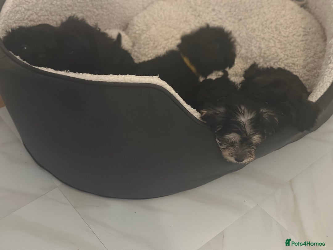 Yorkiepoo dogs for sale: 5 Beautiful F1 Yorkiepoo’s - Image 4