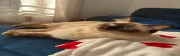 Ragdoll cats for sale: Ragdoll male tortoiseshell female  in Marlborough - Advert 5