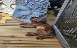 Shih Tzu dogs for sale: Imperial shih tzu - Image 2