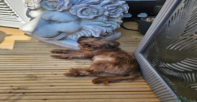 Shih Tzu dogs Imperial shih tzu - Advert 11