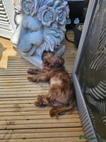 Shih Tzu dogs Imperial shih tzu - Advert 2