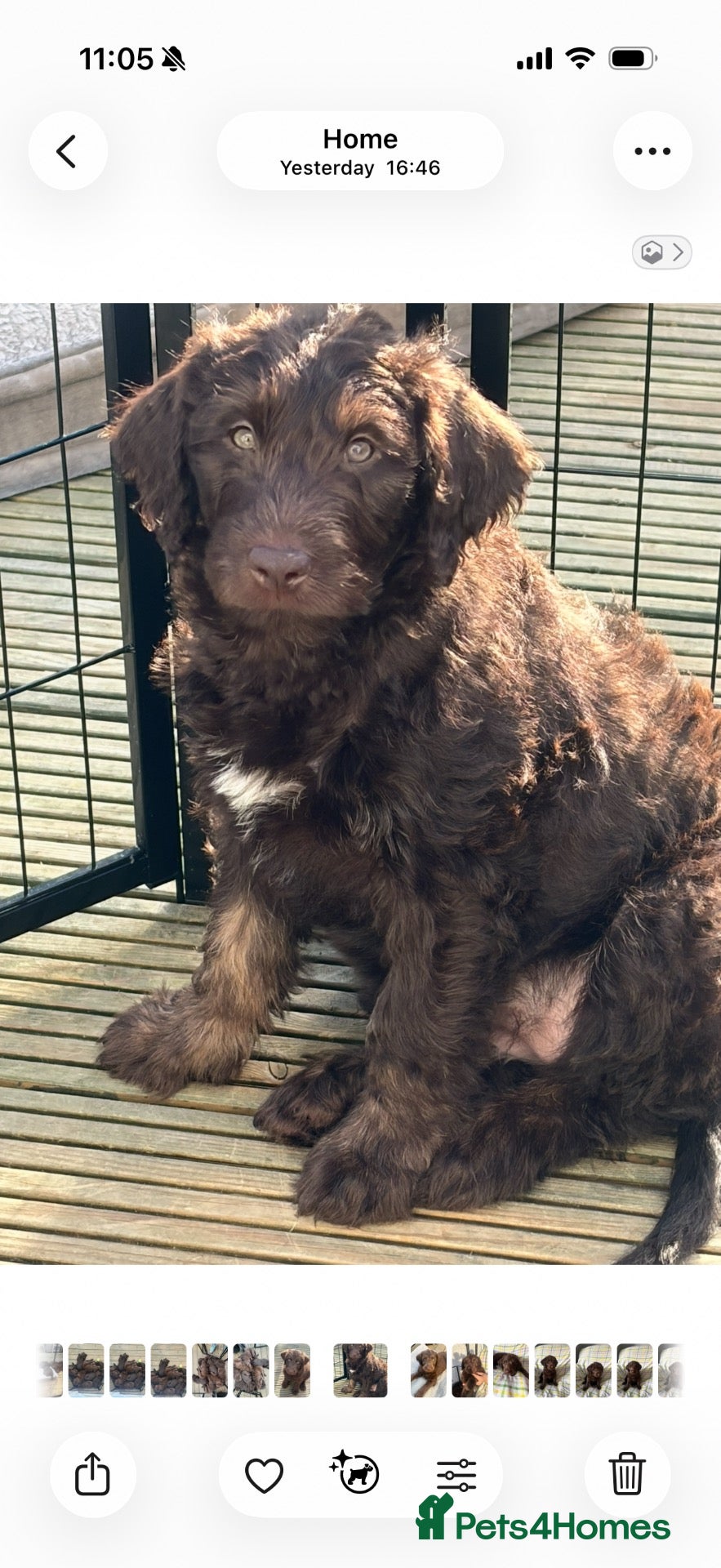Labradoodle dogs F1 labradoodle Puppies - Advert 2