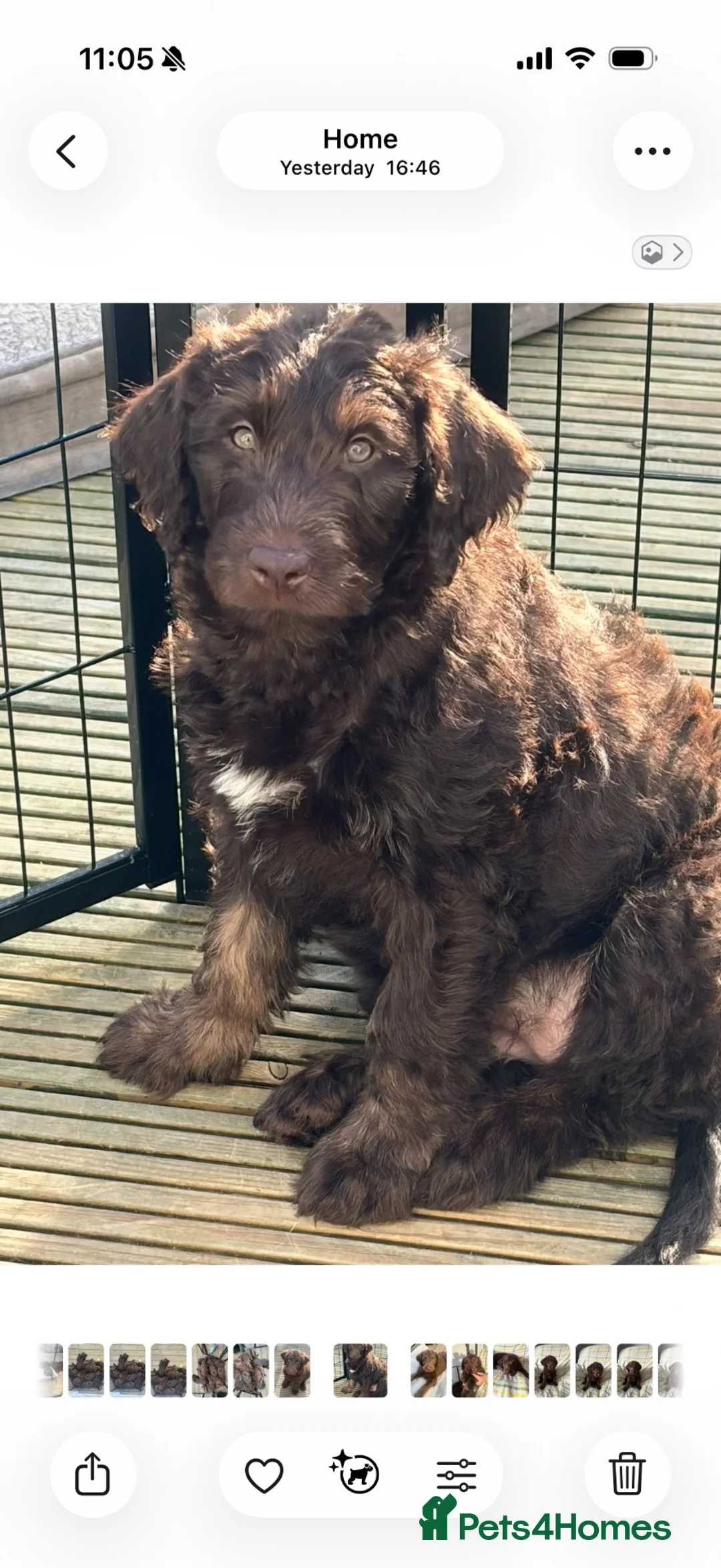 Labradoodle dogs for sale: F1 labradoodle Puppies in Motherwell - Advert 1