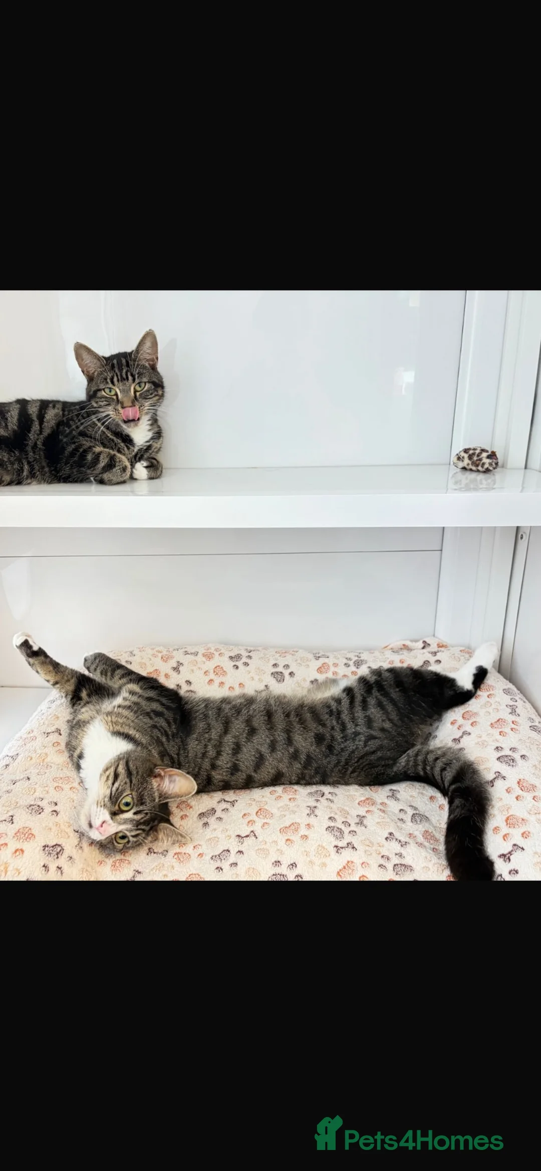 Mixed Breed cats for sale: 1 year old boy looking for his forever home - Advert 2