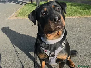 Rottweiler dogs 8 month old female rottweiler - Advert 6