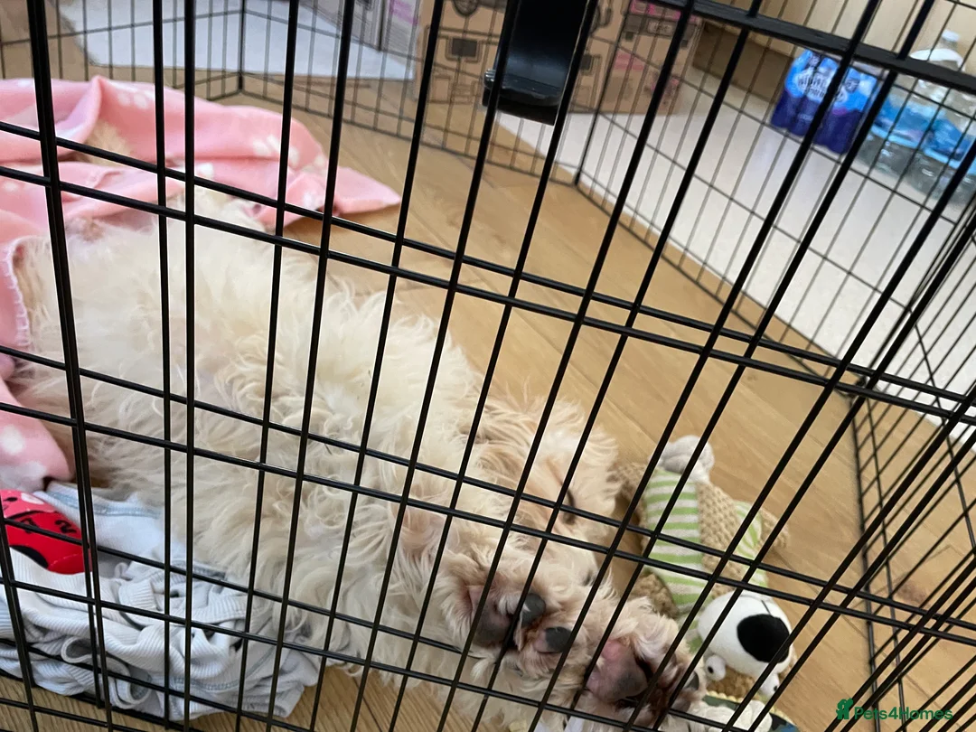 Cavapoo dogs for sale: Smart 7-Month-Old Puppy Looking for Forever Home - Advert 2