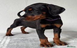Dobermann dogs for sale: European Doberman Puppies - Champion Bloodline - Image 13