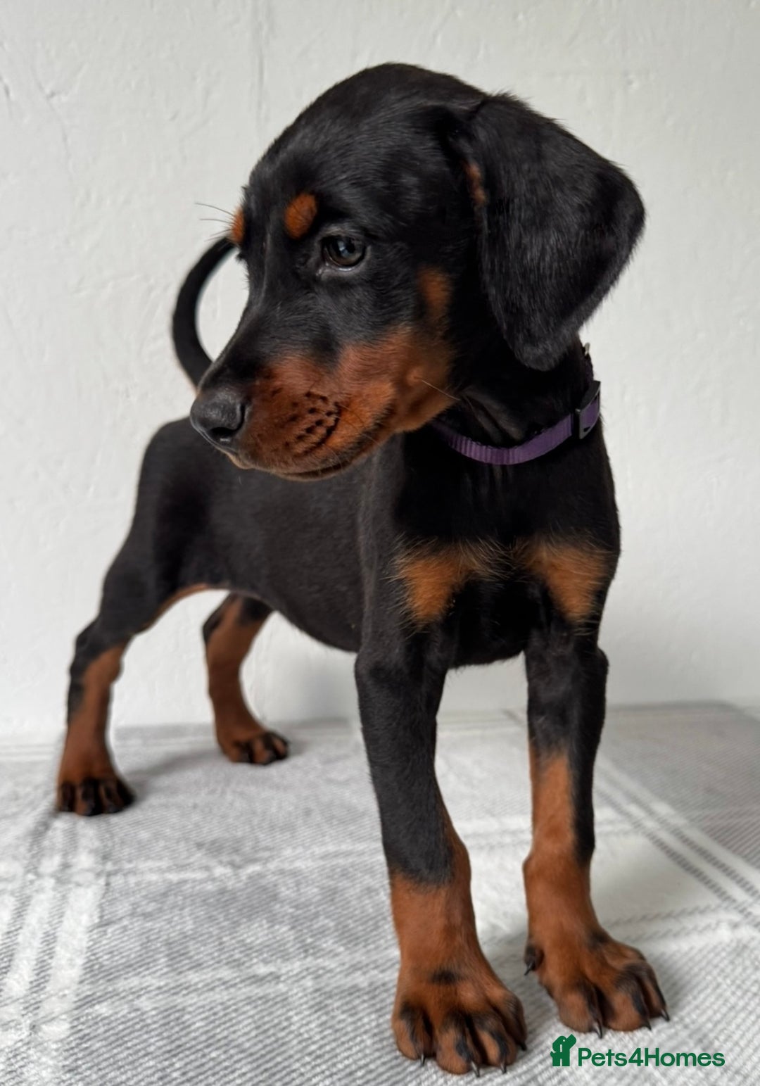 Dobermann dogs for sale: European Doberman Puppies - Champion Bloodline - Image 13