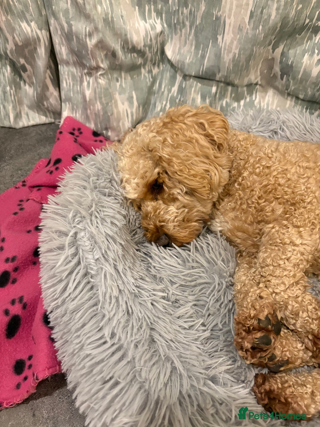 Cavachon dogs for adoption: Cavapoochon - Advert 1