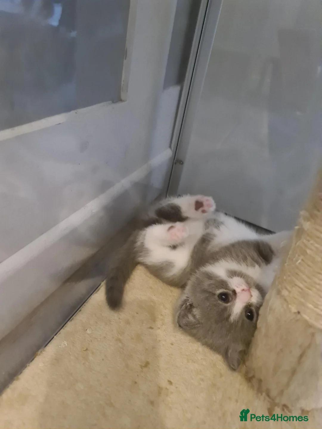 British Shorthair cats for sale: British shorthair kittens  - Advert 2
