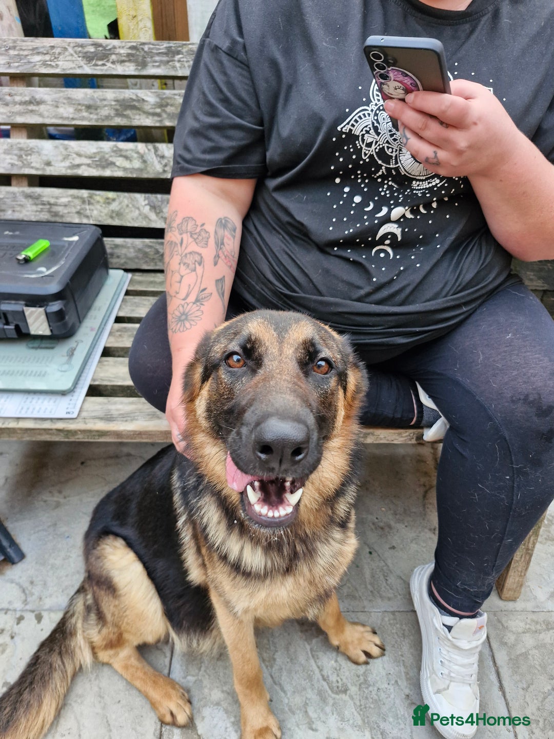 Mixed Breed dogs for sale: German shepherd and Dalmatian for rehoming - Advert 6