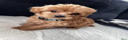 Cavapoo dogs for sale: F1B Cavapoo  - Advert 13