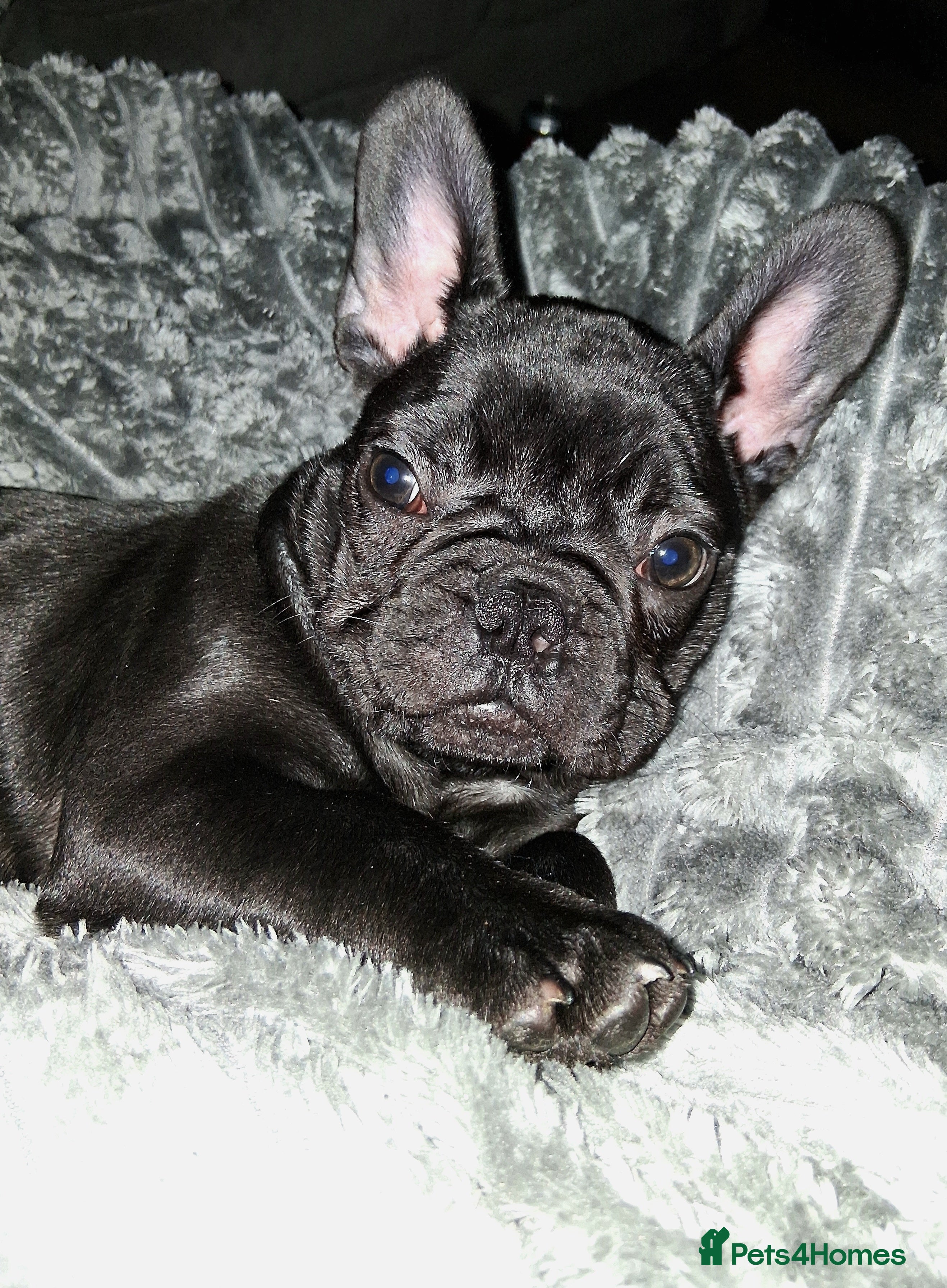 French Bulldog dogs ❤️1 Tiny girl left out of our Beautiful 8 ❤️ - Advert 18