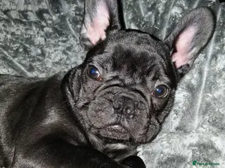 French Bulldog dogs ❤️1 Tiny girl left out of our Beautiful 8 ❤️ - Advert 18