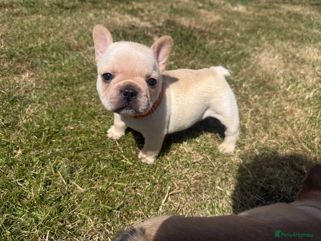 French Bulldog dogs for sale: 🐾 Beautiful French Bulldog Puppies 🐶 - Image 34