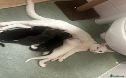 Domestic Shorthair cats for sale: White male kitten ready to go - Image 3