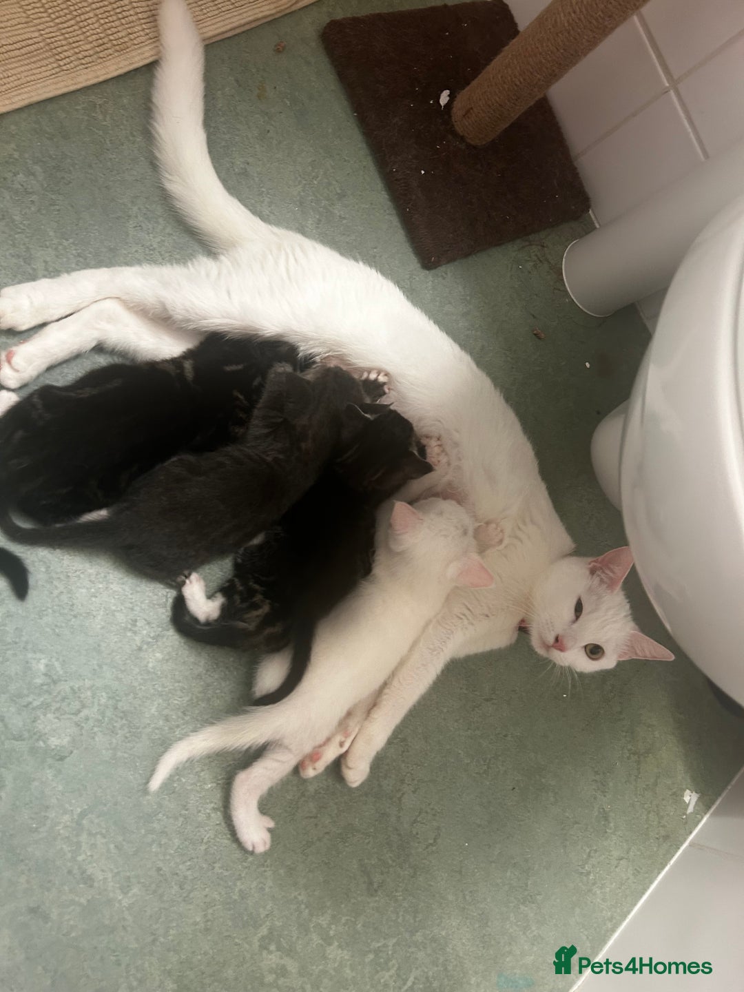 Domestic Shorthair cats for sale: White male kitten ready to go - Image 3