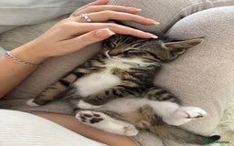Domestic Shorthair cats for sale: Two cuddly kittens brother and sister  - Image 2
