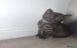Bengal cats for sale: Beautiful bengal kittens  - Image 8