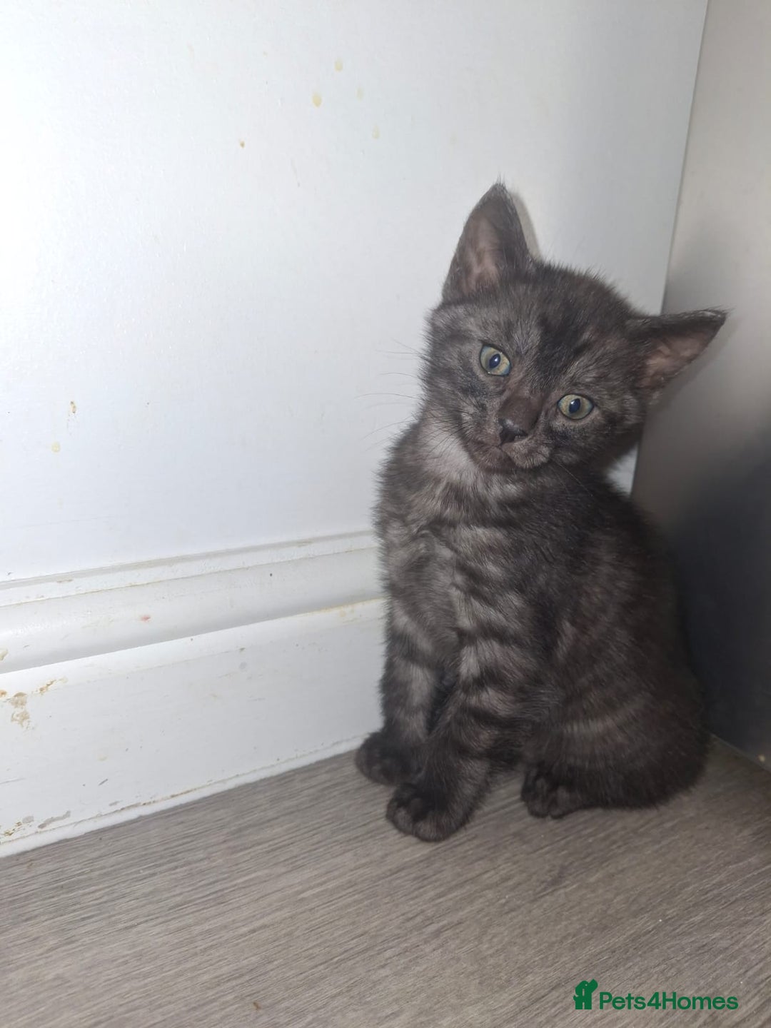 Bengal cats for sale: Beautiful bengal kittens  - Image 8