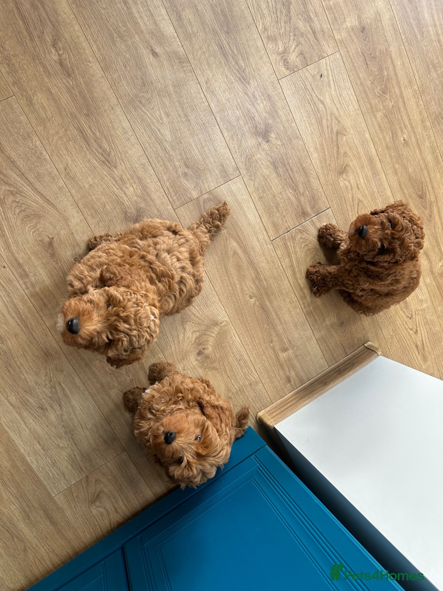 Cockapoo dogs Adorable Cockapoo Puppies Ready for Loving Homes - Advert 12