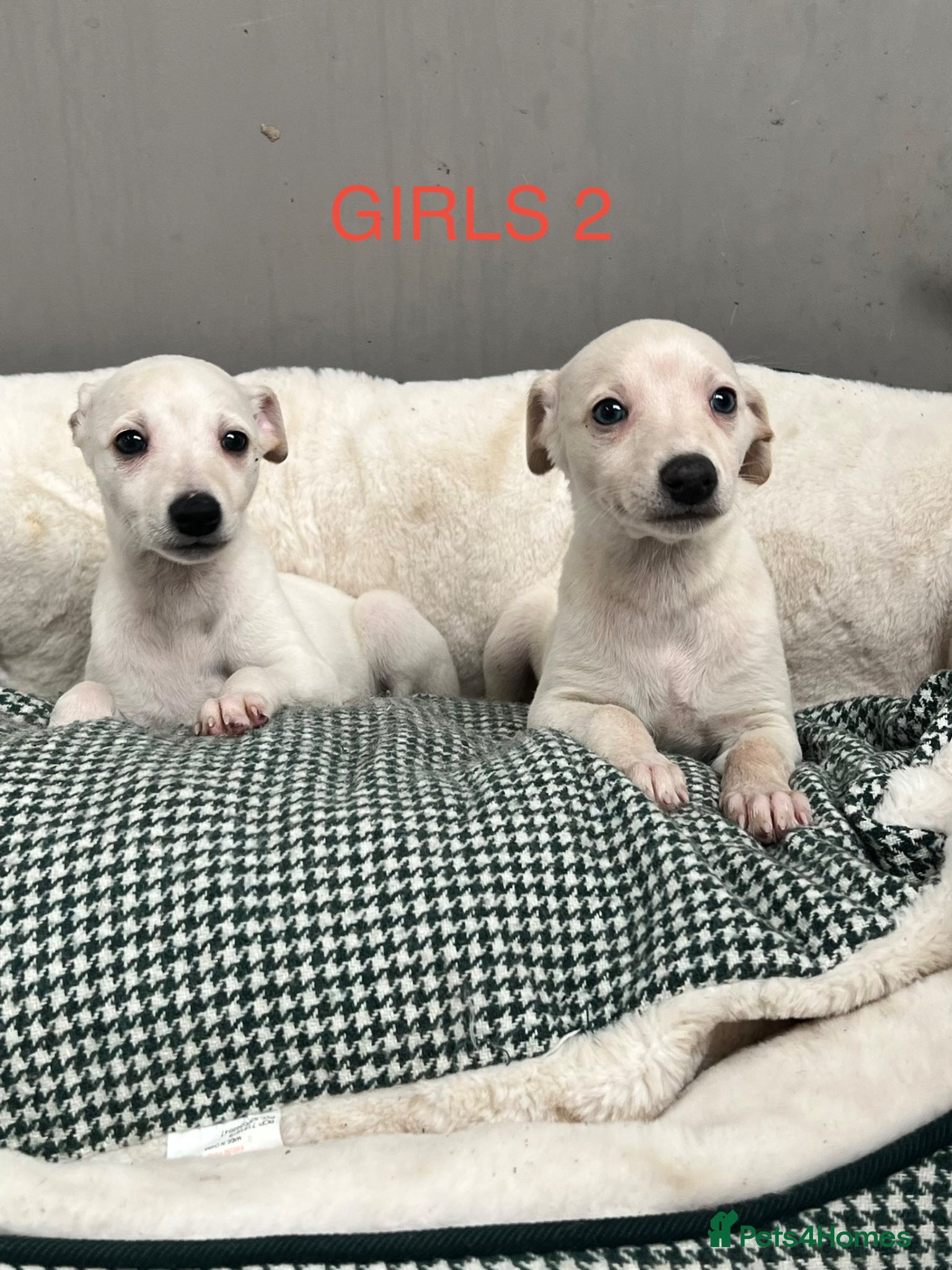 Whippet dogs Top Quality KC Reg Cream/white Whippet Puppies - Advert 6