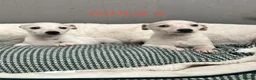 Whippet dogs for sale: Top Quality KC Reg Cream/white Whippet Puppies - Advert 1