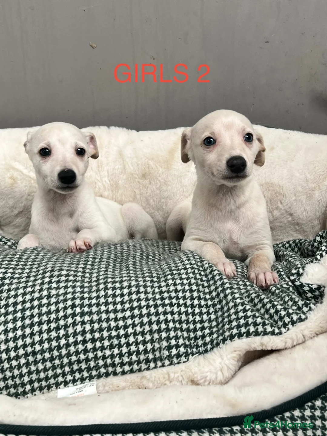 Whippet dogs for sale: Top Quality KC Reg Cream/white Whippet Puppies - Advert 1