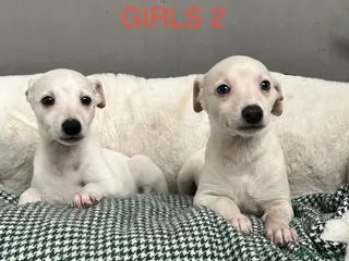 Whippet dogs Top Quality KC Reg Cream/white Whippet Puppies - Advert 6