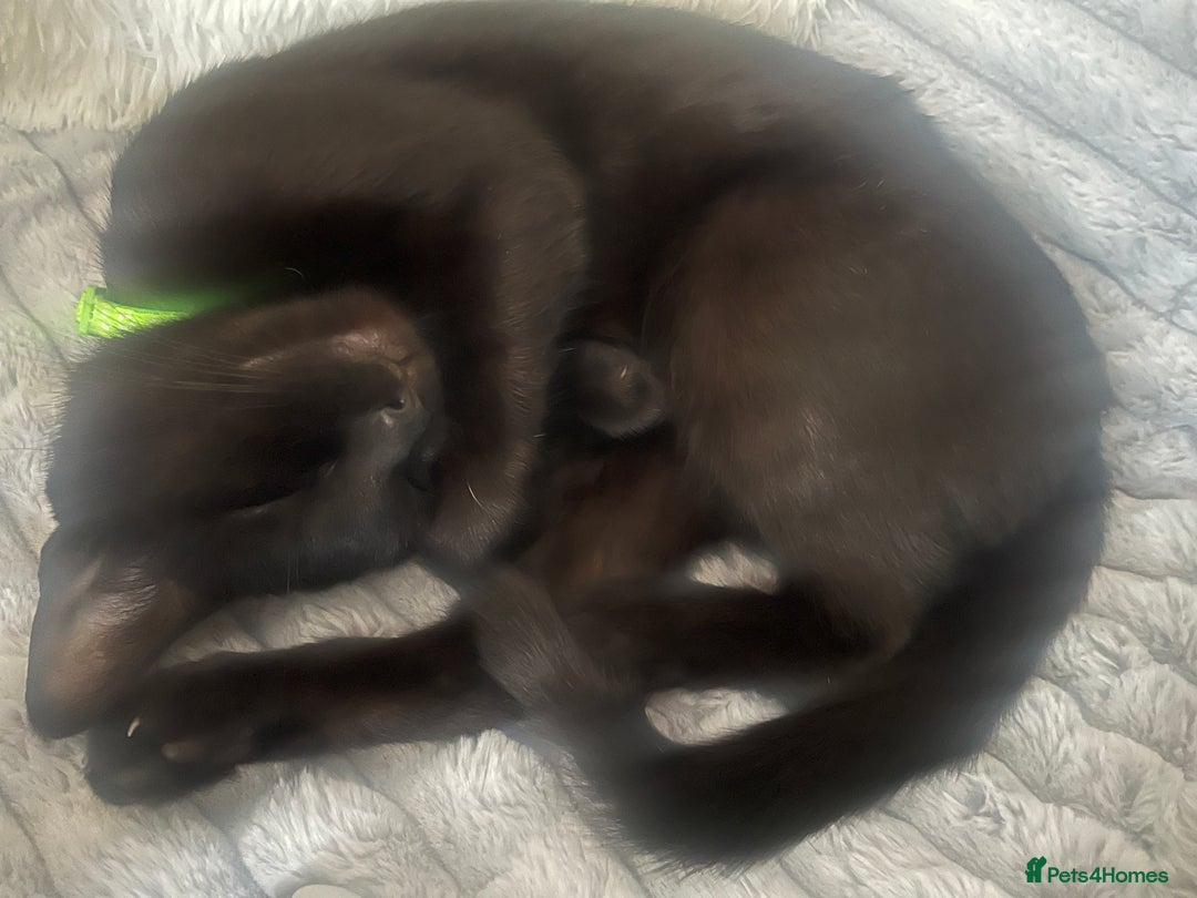 Mixed Breed cats for sale: Mixed breed kittens - Advert 2