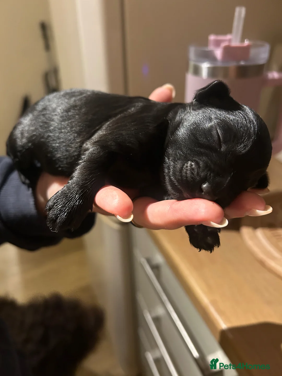 Mixed Breed dogs for sale: Cockapoo x colliepoo  in Northampton - Advert 9