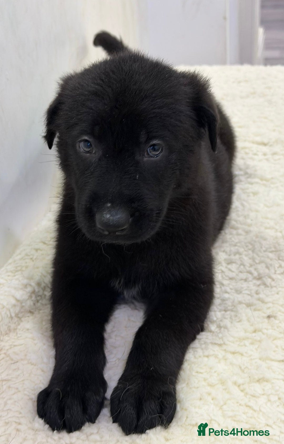 German Shepherd dogs for sale: DDR Working Line GSD Puppies Rare Working Lines - Advert 33