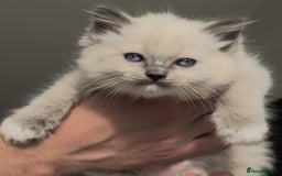 Ragdoll cats for sale: Ragdoll kittens ready to go! - Image 11