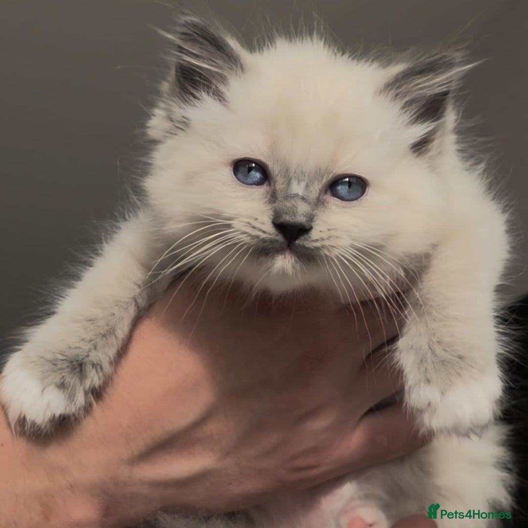 Ragdoll cats for sale: Ragdoll kittens ready to go! - Image 11