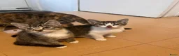 Mixed Breed cats for sale: Beautiful kittens - Advert 23