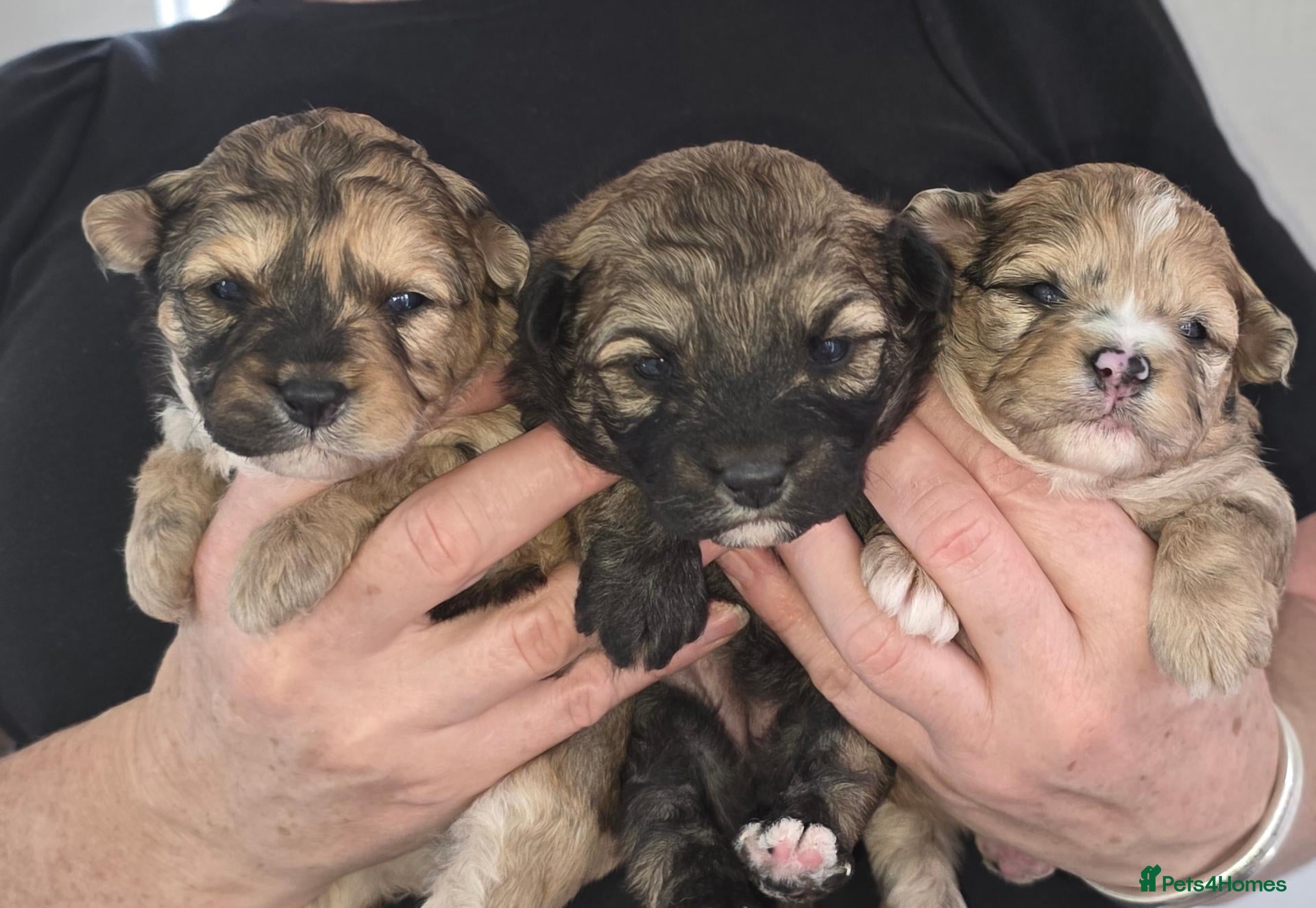 Mixed Breed dogs for sale: Unique Poo-Shi puppies 2 left  - Advert 2