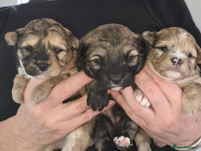Mixed Breed dogs for sale: Unique Poo-Shi puppies 2 left - Advert 2