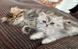 Persian cats for sale: 4 cuddly, petite Persian girls💗 - Image 6