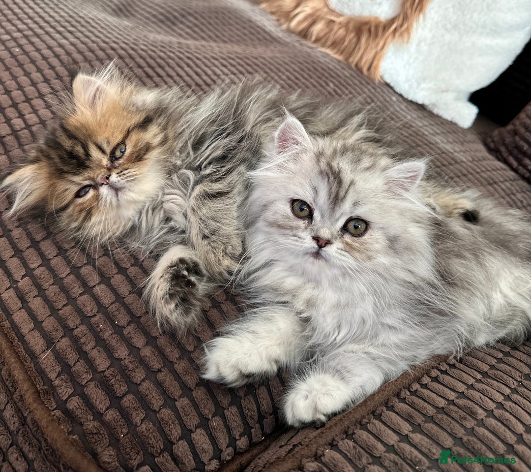 Persian cats for sale: 4 cuddly, petite Persian girls💗 - Image 6
