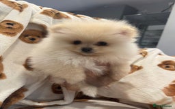 Pomeranian dogs for sale: Pomeranian  - Image 6