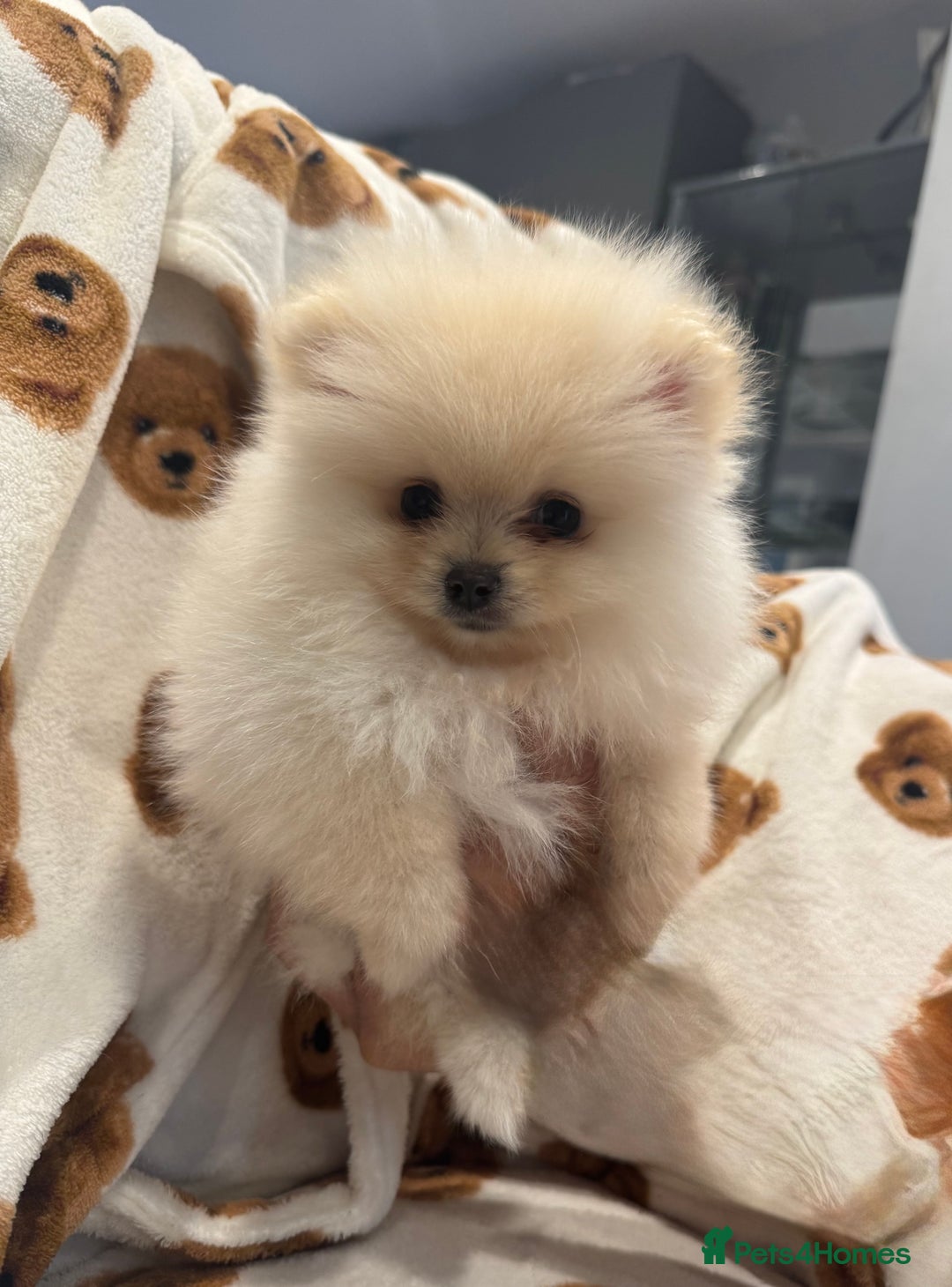 Pomeranian dogs for sale: Pomeranian  - Image 6