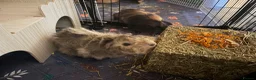 Guinea Pig rodents for sale: pretty boys  - Advert 2