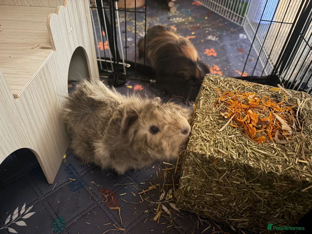 Guinea Pig rodents for sale: pretty boys  - Advert 2